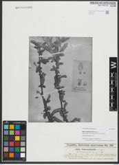 Foto von Salix schweinfurthii Toepff.